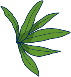 AEIOU plant