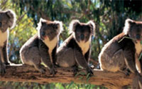 Adelaide and Beyond